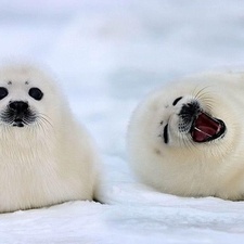 dj foca