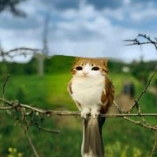 DJ meowl
