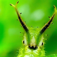 DJ Bug-e